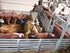 TW TrainWorx Stock Pen/Corral Kit - assembled and detailed by Harry Hieke