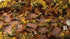 Gamers Grass GGFS-BRO - Broom Flowers