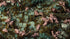Gamers Grass GGFS-CB - Cherry Blossom Flowers