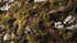 Gamers Grass GGFS-DAG - Dark Green Shrubs