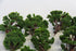 Green Tree Lot Set of 12-Second hand-M6900