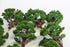 Green Tree Lot Set of 12-Second hand-M6900