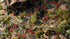 Gamers Grass GGFS-POP - Poppy Tiny Flowers