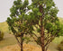 Grand Central Scenery T48 - 5"-8" Medium Maple Trees (2-Pack)
